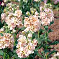 Stock Seeds - Vintage Frills