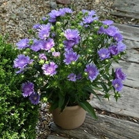 Stokesia Plant - Mels Blue