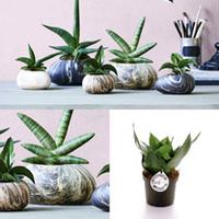 Stone Plant Container - 18cm