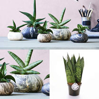 Stone Plant Container - 18cm