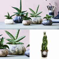 Stone Plant Container - 18cm
