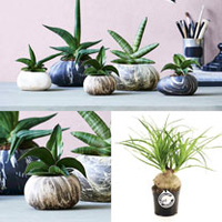 Stone Planter -13cm