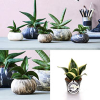Stone Planter -13cm