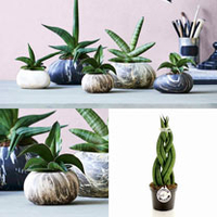 Stone Planter -13cm