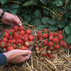 Strawberry 60 Day Runners - Elsanta