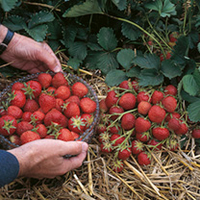 Strawberry 60 Day Runners - Elsanta