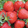 Strawberry Fenella 60 Day Runners