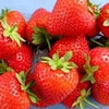 Strawberry Malling Allure Misted Tip