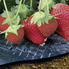 Strawberry Mulch Film - PICK & MIX
