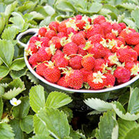 Strawberry Offer