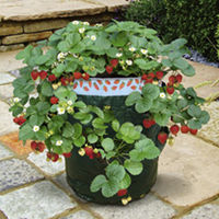 Strawberry Patio Kit