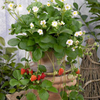 Strawberry Plant - Elan