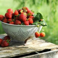 Strawberry Plant EB - Malling Champion