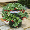 Strawberry Planter Kit