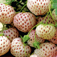 Strawberry Plants - Anablanca