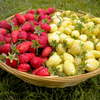 Strawberry Plants - Candy Cane