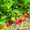 Strawberry Plants - Christine
