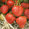 Strawberry Plants - Christine