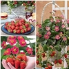 Strawberry Plants - Collection