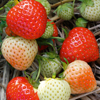 Strawberry Plants - Elegance