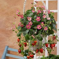 Strawberry Plants - F1 Frisan