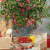Strawberry Plants - F1 Toscana
