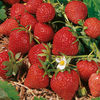 Strawberry Plants - Florence