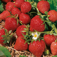 Strawberry Plants - Florence