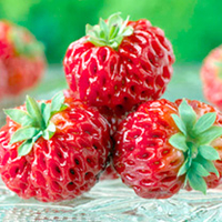 Strawberry Plants - Framberry