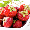 Strawberry Plants - Frau Mieze Schindler