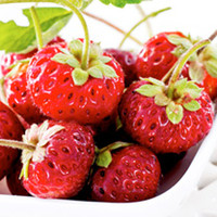 Strawberry Plants - Frau Mieze Schindler