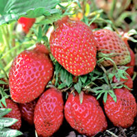 Strawberry Plants - Gariguette