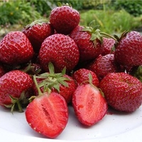 Strawberry Plants - Honeyoye