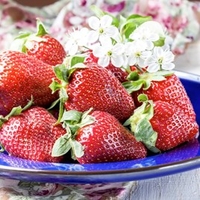 Strawberry Plants - Korona