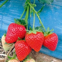 Strawberry Plants - Malling Centenary