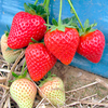 Strawberry Plants - Malling Centenary