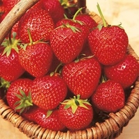 Strawberry Plants - Malling Opal