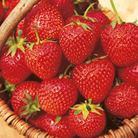 Strawberry Plants - Malling Opal