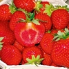 Strawberry Plants - Malwina