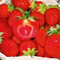 Strawberry Plants - Malwina