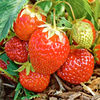 Strawberry Plants - Manille