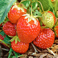 Strawberry Plants - Manille