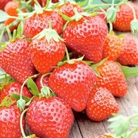 Strawberry Plants - Mara des Bois
