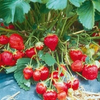 Strawberry Plants - Marshmello