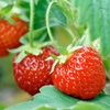 Strawberry Plants - Pegasus