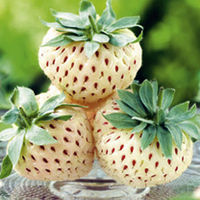 Strawberry Plants - Pineberry