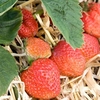 Strawberry Plants - Royal Sovereign