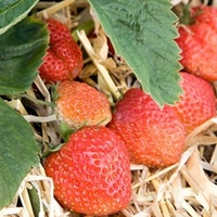 Strawberry Plants - Royal Sovereign