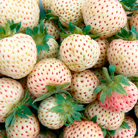 Strawberry Plants - Snow White & Mara des Bois Twin Pack