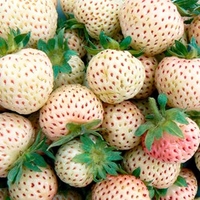 Strawberry Plants - Snow White